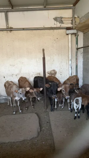 عجول عربية وجرسي