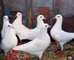 مطلوب أزواج وأنثى لاحم فرنسي