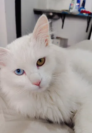 turkish angora cat