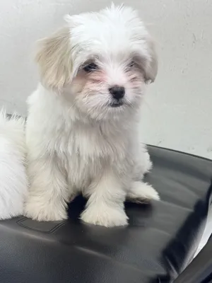 Maltese puppy