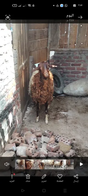 نعجة رحمانى عمر سنة وثلاث شهور ومواصفاتها حسب الفيديو لحم والسعر 230 قائم