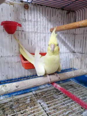 أنثى كوكتيل لاتينو جامبو