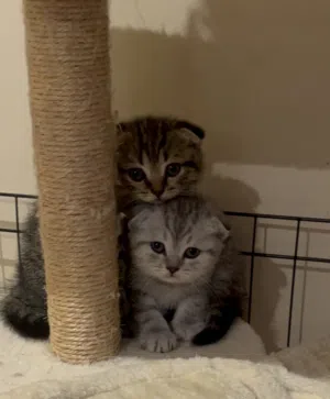 Scotish Fold Kittens, Boy & Girl