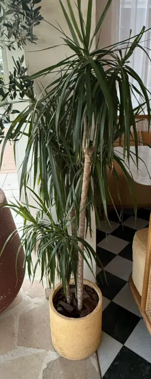 Natural Plants Indoor Outdoor with pot