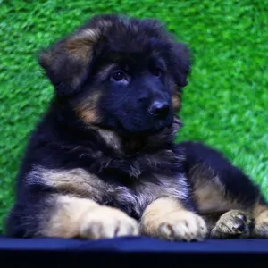 German Shepherd2