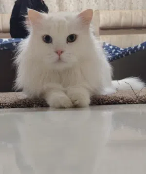 قط شيرازي للتبني