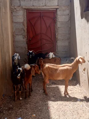معيز عربيات للبيع العدد 7