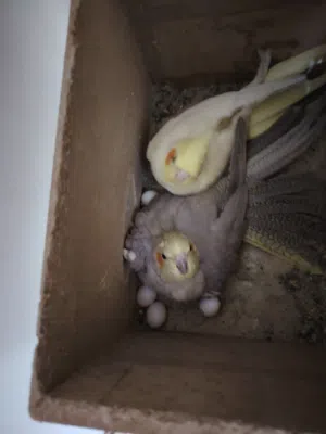 عصافير كوكتيل