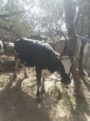 بقرتين عشار وحليب