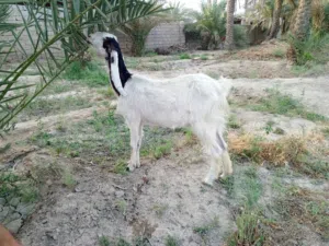 صخله مطفل ضروبه افغاني صلمه وراها نثيه