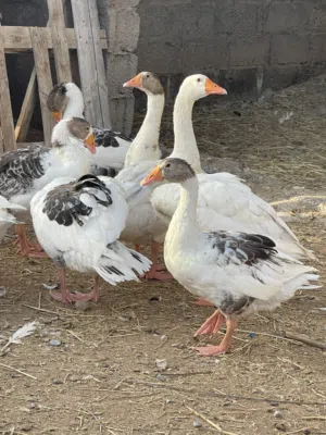 وز منتج للبيع
