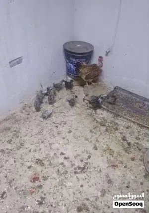 دجاجه مع 14 فرخ فيومي