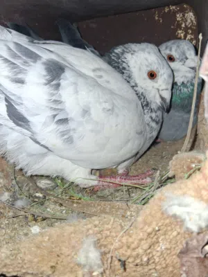 حمام للبيع