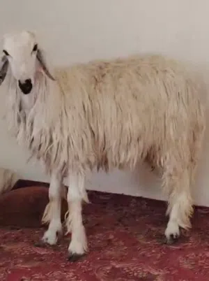 خروف طلي الوزن 43 كيلوة