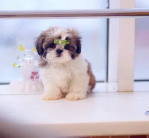 Two Shitzu Puppies Needs a New Family