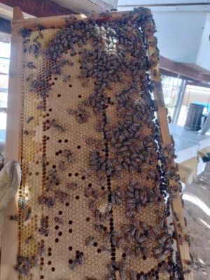 للبيع نحل ملكات جديده ماشاءالله تبارك الرحمن كثافه تحضين تبارك الله