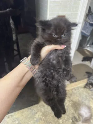 Kittens for adoptions