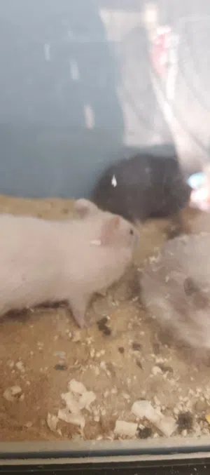 هامستر  اليف نظافه لعوب نشيط عمر شهر