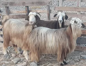 ‏ماعز‏0