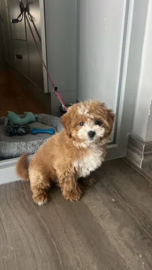 Maltipoo 6 month old puppy girl