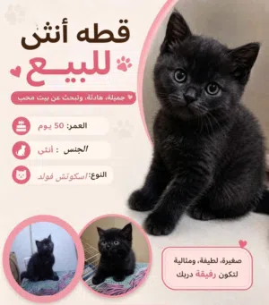 كيتن انثي اسكوتش فولد