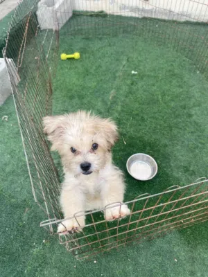 Puppie 5 months for sale