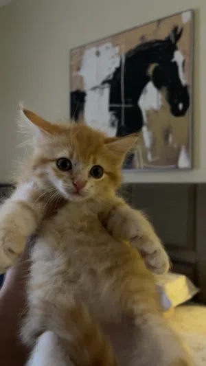 قطط هيمالايا وأم شيرازيه