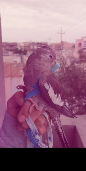 علي مرتضى عبد الحسين 