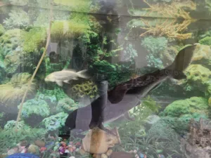 cat fish for sale