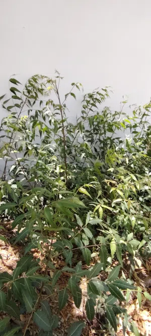 شجرة شريش سريع النمو مهم الوصف