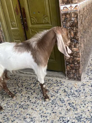 صخل للبيع  500