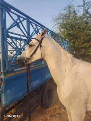 خيل عمر 8للبيع