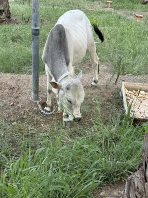 عجل للبيع العمر سنه ونص