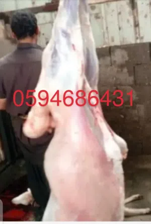 جزار قصاب بالرياض النسيم