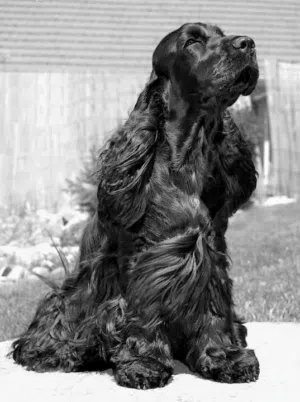 Cocker spaniel female