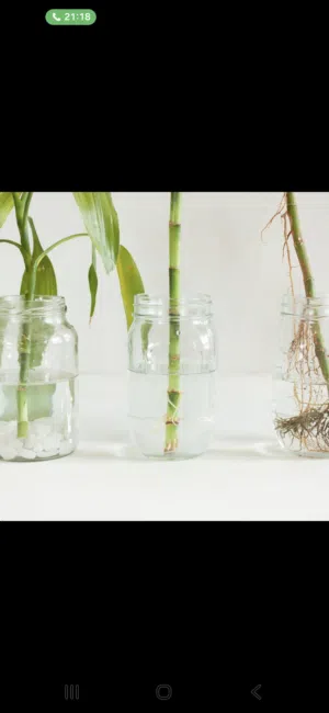 Bottle indoor plant
