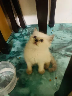 Himalayan and pure persian kitten for sell