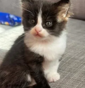 Kitten for adoption 4 months old قطة للتبني 4 شهور