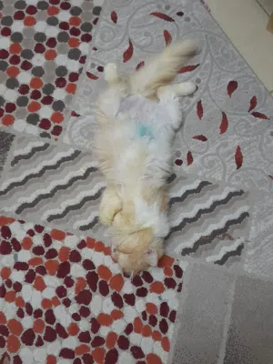 Persian cat for adoption