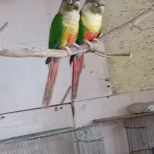 ببغا وات قرين شيك