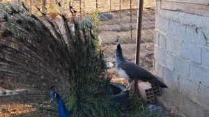 طاووس  ذكر وأنثى