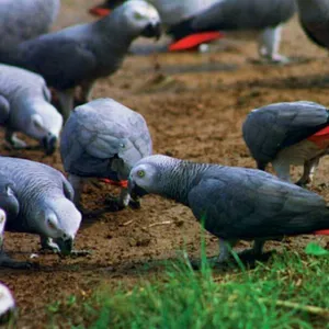African gray parrots