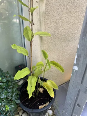 Rare Exotic Tropical fruit plants