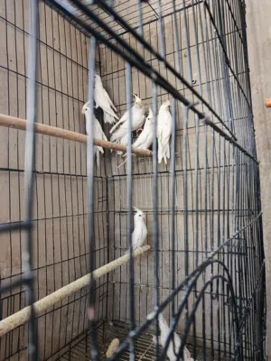 فراخ طيور كوكتيل الحبة 40 دينار