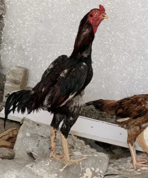 ديك بكستاني ديك حار وقوي فايز 5