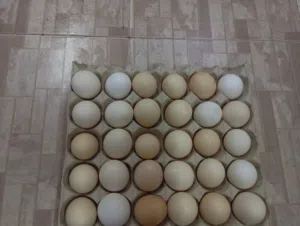 متوفر بيض فرنسي الكلومبي البيض مخصب