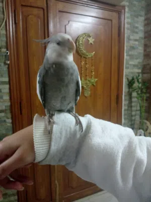 ببغاء كوكتيل وايت فيس يغني واليف