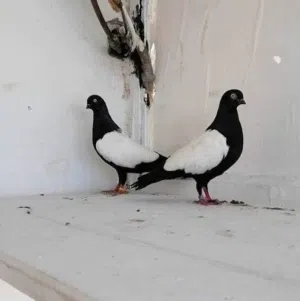 متاح جواز مزهورات سود نخب تحتيهم فراخ وبيض
