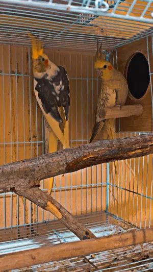 للبيع زوج كوكتيل