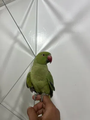 ببغاء الدره الهنديه